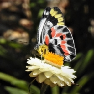 Delias harpalyce at Acton, ACT - 14 Feb 2019 12:34 PM