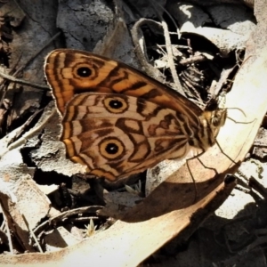 Geitoneura acantha at Paddys River, ACT - 14 Feb 2019 02:22 PM