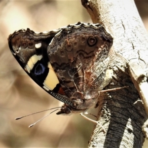 Vanessa itea at Paddys River, ACT - 14 Feb 2019 02:24 PM