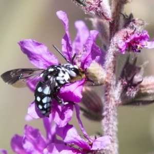 Thyreus caeruleopunctatus at Latham, ACT - 15 Feb 2019