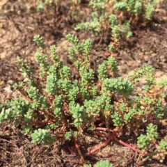 Dysphania glomulifera subsp. glomulifera (Pigweed) at Amaroo, ACT - 16 Feb 2019 by RWPurdie