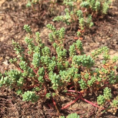 Dysphania glomulifera subsp. glomulifera (Pigweed) at Amaroo, ACT - 15 Feb 2019 by RWPurdie