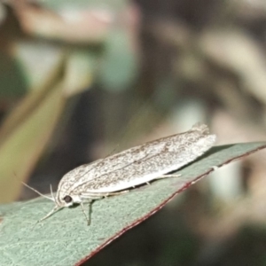 Oecophoridae provisional group 2 at Symonston, ACT - 16 Feb 2019