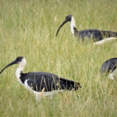 Threskiornis spinicollis (Straw-necked Ibis) at Coree, ACT - 14 Feb 2019 by JohnBundock