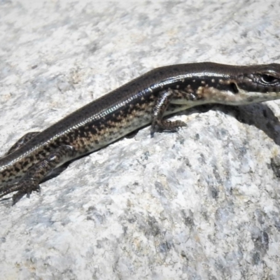 Eulamprus tympanum (Southern Water Skink) at Cotter River, ACT - 15 Feb 2019 by JohnBundock