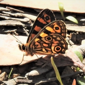 Oreixenica lathoniella at Cotter River, ACT - 15 Feb 2019