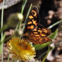 Oreixenica correae (Orange Alpine Xenica) at Cotter River, ACT - 15 Feb 2019 by JohnBundock
