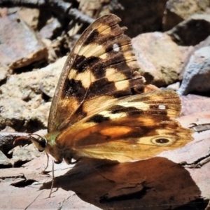 Heteronympha solandri at Cotter River, ACT - 15 Feb 2019