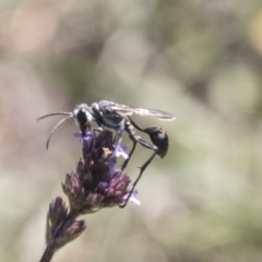 Isodontia sp. (genus) (Unidentified Grass-carrying wasp) at Latham, ACT - 15 Feb 2019 by AlisonMilton