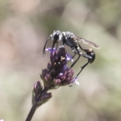 Isodontia sp. (genus) at Latham, ACT - 15 Feb 2019