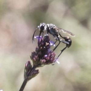 Isodontia sp. (genus) at Latham, ACT - 15 Feb 2019 01:51 PM