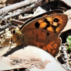 Heteronympha penelope (Shouldered Brown) at Cotter River, ACT - 15 Feb 2019 by JohnBundock