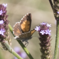 Lucia limbaria (Chequered Copper) at Umbagong District Park - 15 Feb 2019 by Alison Milton