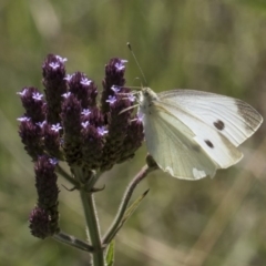 Pieris rapae (Cabbage White) at Latham, ACT - 15 Feb 2019 by Alison Milton