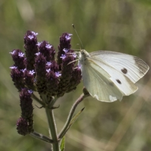 Pieris rapae at Latham, ACT - 15 Feb 2019 01:45 PM