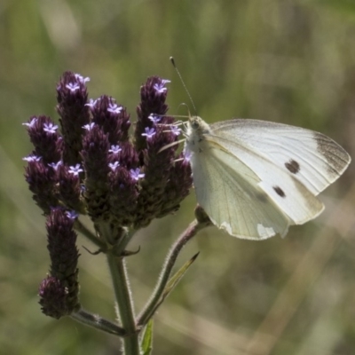 Pieris rapae (Cabbage White) at Umbagong District Park - 15 Feb 2019 by Alison Milton