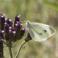 Pieris rapae at Latham, ACT - 15 Feb 2019 01:45 PM