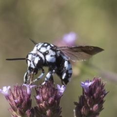 Thyreus caeruleopunctatus (Chequered cuckoo bee) at Umbagong District Park - 15 Feb 2019 by AlisonMilton