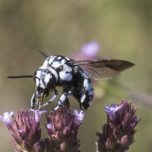 Thyreus caeruleopunctatus at Latham, ACT - 15 Feb 2019