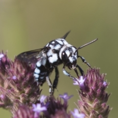 Thyreus caeruleopunctatus at Latham, ACT - 15 Feb 2019