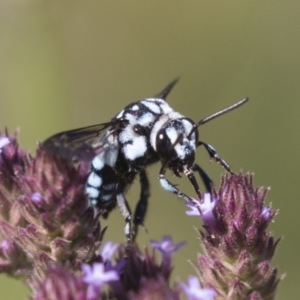 Thyreus caeruleopunctatus at Latham, ACT - 15 Feb 2019