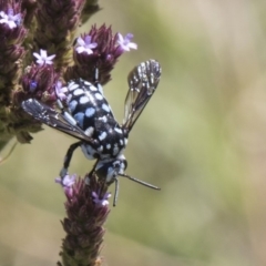 Thyreus caeruleopunctatus at Latham, ACT - 15 Feb 2019