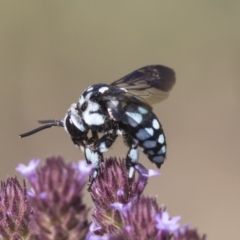 Thyreus caeruleopunctatus at Latham, ACT - 15 Feb 2019