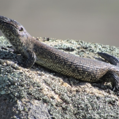 Egernia cunninghami (Cunningham's Skink) at Rendezvous Creek, ACT - 15 Feb 2019 by KShort