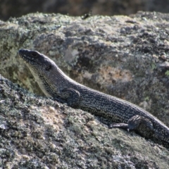 Egernia cunninghami (Cunningham's Skink) at Rendezvous Creek, ACT - 15 Feb 2019 by KShort