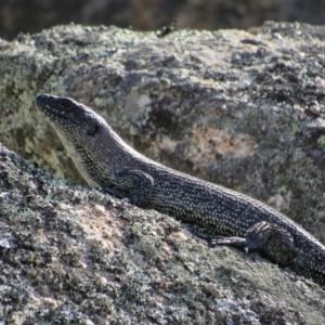 Egernia cunninghami at Rendezvous Creek, ACT - 16 Feb 2019