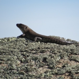 Egernia cunninghami at Rendezvous Creek, ACT - 16 Feb 2019