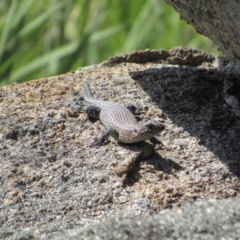 Egernia cunninghami (Cunningham's Skink) at Rendezvous Creek, ACT - 16 Feb 2019 by KShort