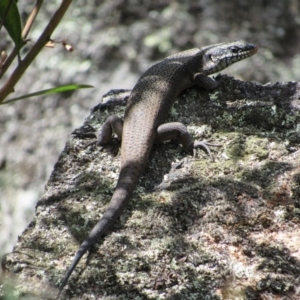 Egernia saxatilis at Rendezvous Creek, ACT - 16 Feb 2019 12:01 PM