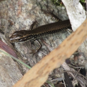 Eulamprus heatwolei at Rendezvous Creek, ACT - 16 Feb 2019