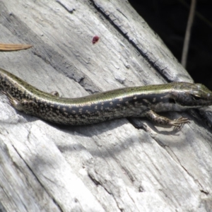 Eulamprus heatwolei at Rendezvous Creek, ACT - 16 Feb 2019 12:22 PM