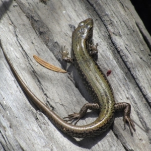 Eulamprus heatwolei at Rendezvous Creek, ACT - 16 Feb 2019 12:22 PM