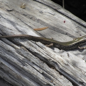 Eulamprus heatwolei at Rendezvous Creek, ACT - 16 Feb 2019 12:22 PM