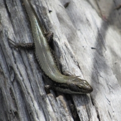 Eulamprus heatwolei at Rendezvous Creek, ACT - 16 Feb 2019