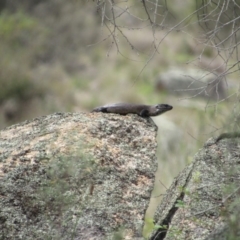 Egernia cunninghami (Cunningham's Skink) at Rendezvous Creek, ACT - 16 Feb 2019 by KShort