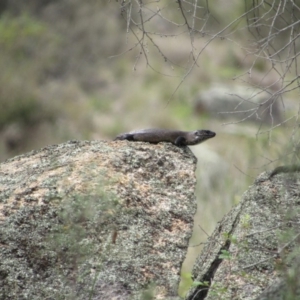 Egernia cunninghami at Rendezvous Creek, ACT - 16 Feb 2019