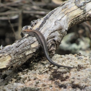 Lampropholis guichenoti at Rendezvous Creek, ACT - 16 Feb 2019