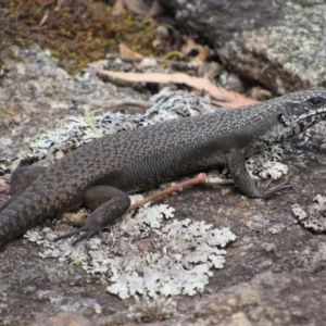 Egernia saxatilis at Rendezvous Creek, ACT - 16 Feb 2019 01:23 PM