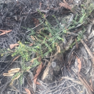 Bossiaea buxifolia at Burra, NSW - 16 Feb 2019 05:25 PM