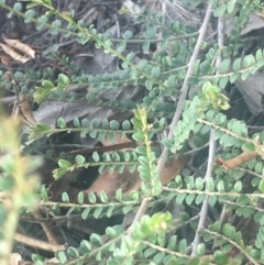 Bossiaea buxifolia at Burra, NSW - 16 Feb 2019 05:25 PM