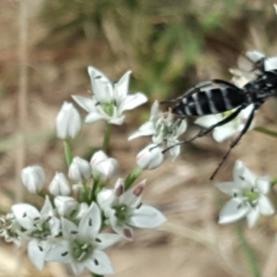 Turneromyia sp. (genus) (Zebra spider wasp) at Isaacs, ACT - 16 Feb 2019 by Mike