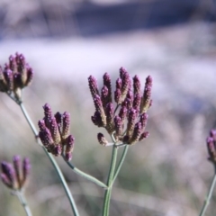 Verbena incompta (Purpletop) at Harrison, ACT - 15 Feb 2019 by davobj