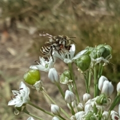 Megachile (Eutricharaea) macularis (Leafcutter bee, Megachilid bee) at Isaacs, ACT - 16 Feb 2019 by Mike