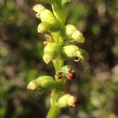 Microtis sp. (Onion Orchid) at Burra, NSW - 16 Dec 2017 by Safarigirl