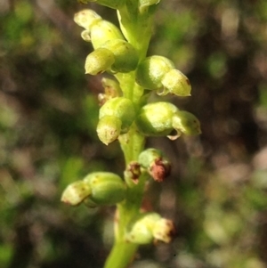 Microtis sp. at Burra, NSW - suppressed