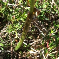 Microtis sp. at Burra, NSW - suppressed